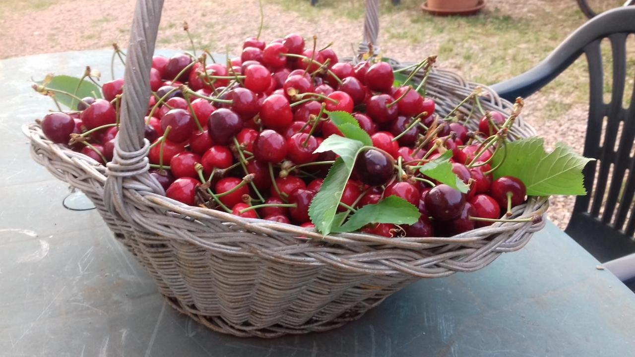 Podere Ficareto Farm Ancaiano Bagian luar foto