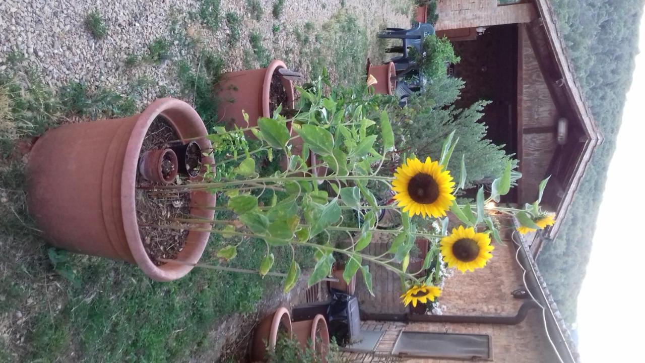 Podere Ficareto Farm Ancaiano Bagian luar foto